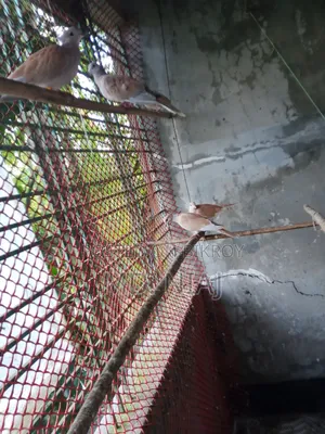 অস্ট্রেলিয়ান ঘুঘু