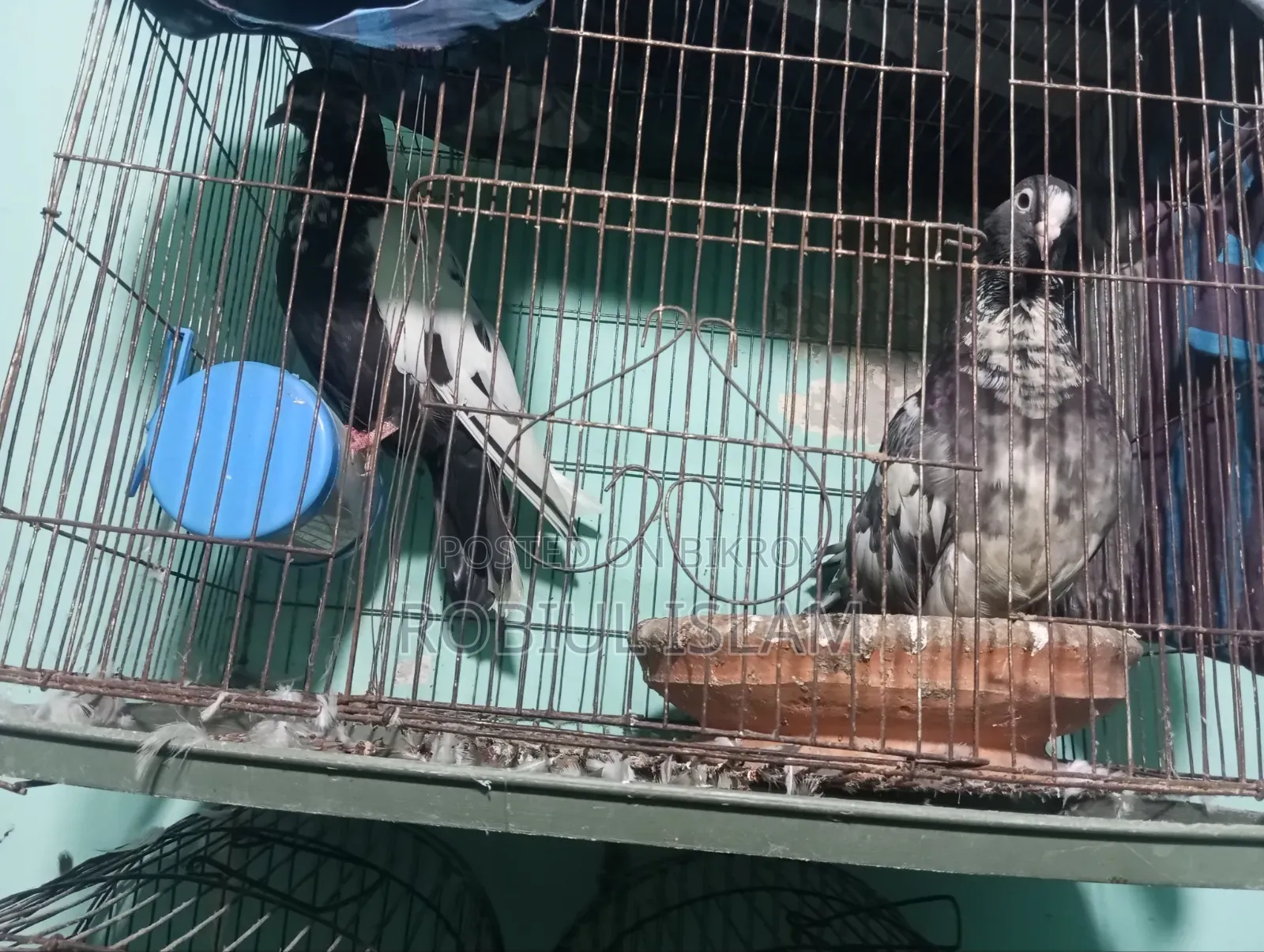 কবুতর বিক্রি করবো