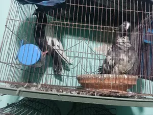 Pigeons for sale