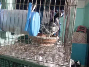 কবুতর বিক্রি করবো