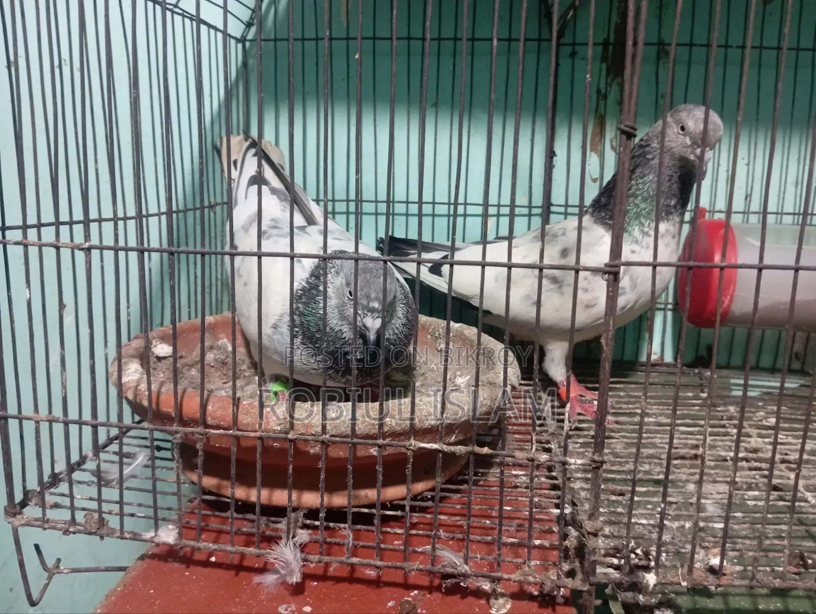 কবুতর বিক্রি করবো