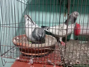 কবুতর বিক্রি করবো
