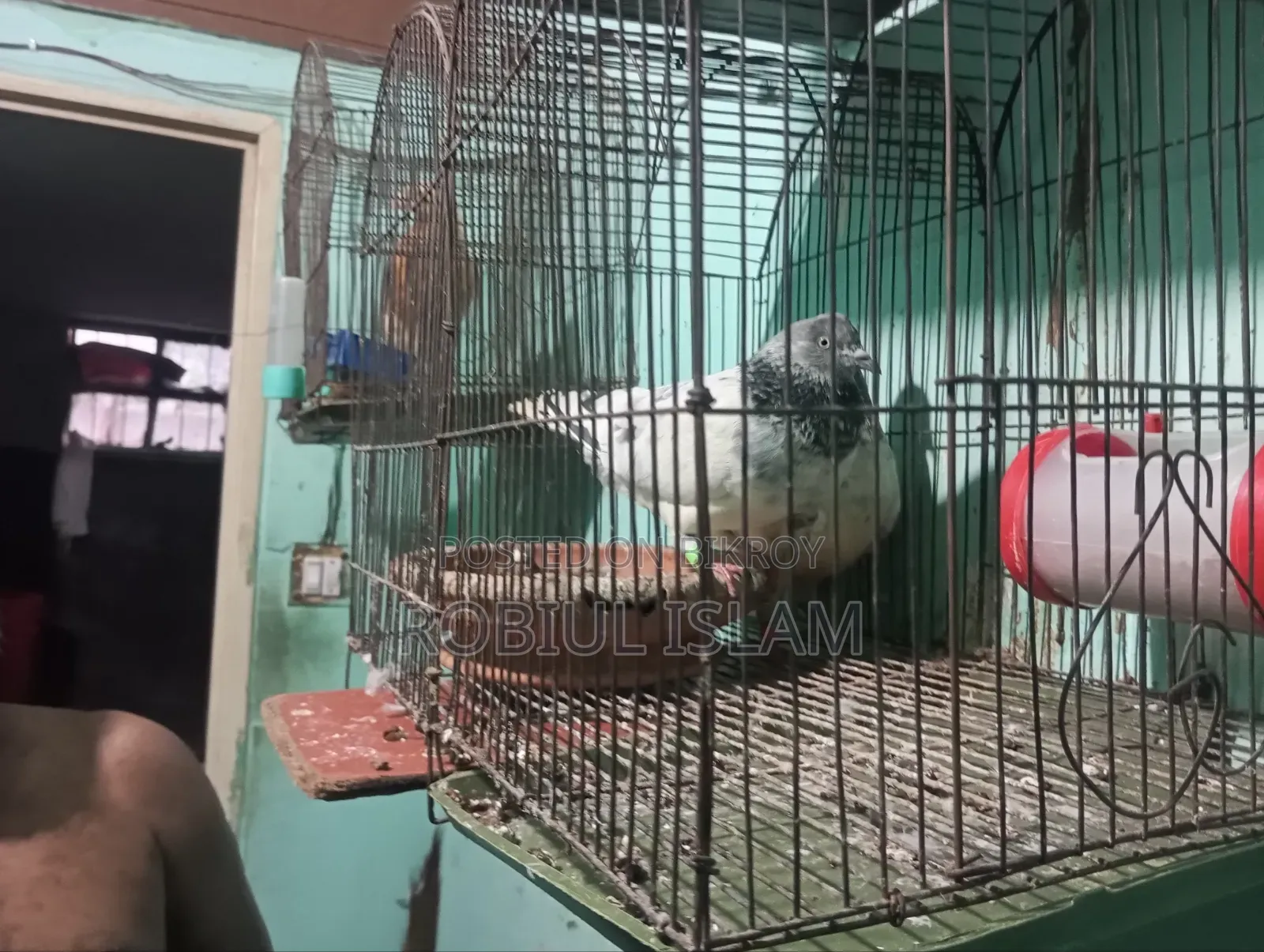 কবুতর বিক্রি করবো