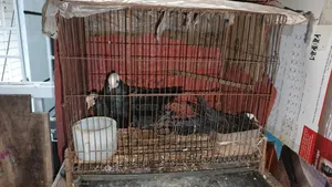 Single cages for pigeons, birds and chickens for sale
