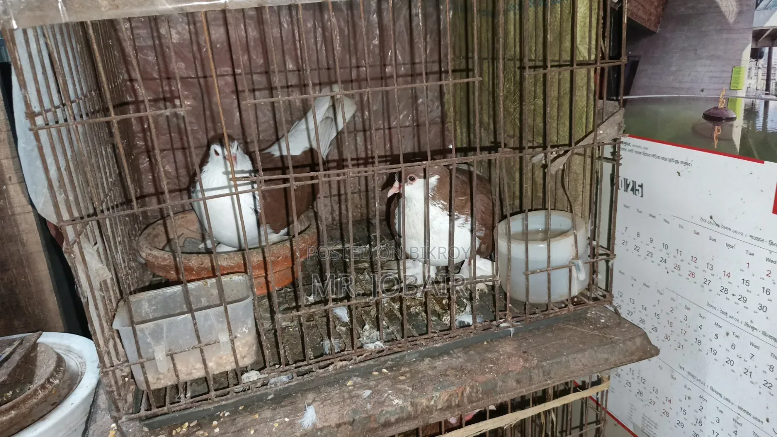 Single cages for pigeons, birds and chickens for sale
