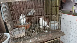 Single cages for pigeons, birds and chickens for sale