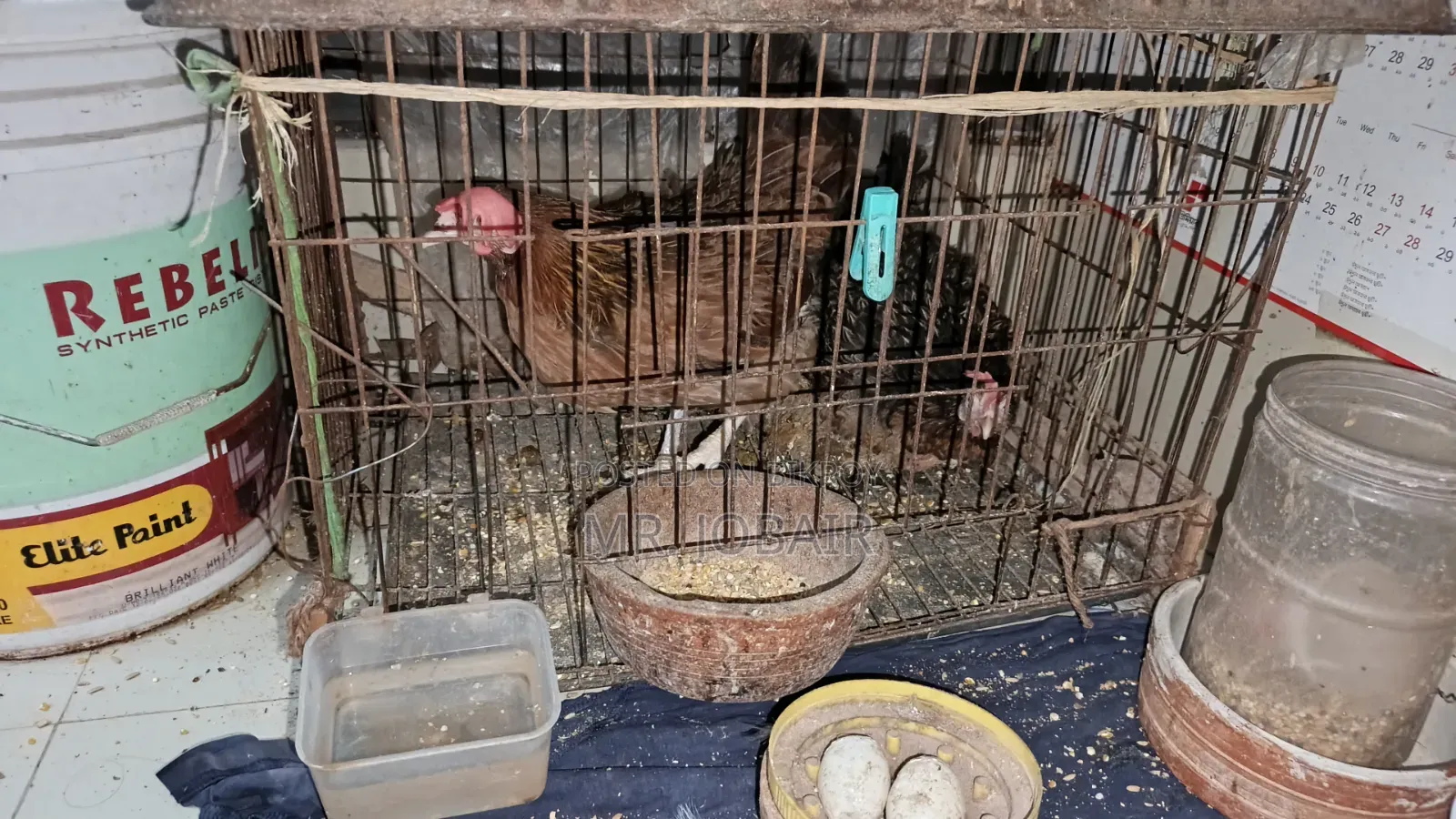 Single cages for pigeons, birds and chickens for sale