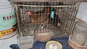 Single cages for pigeons, birds and chickens for sale
