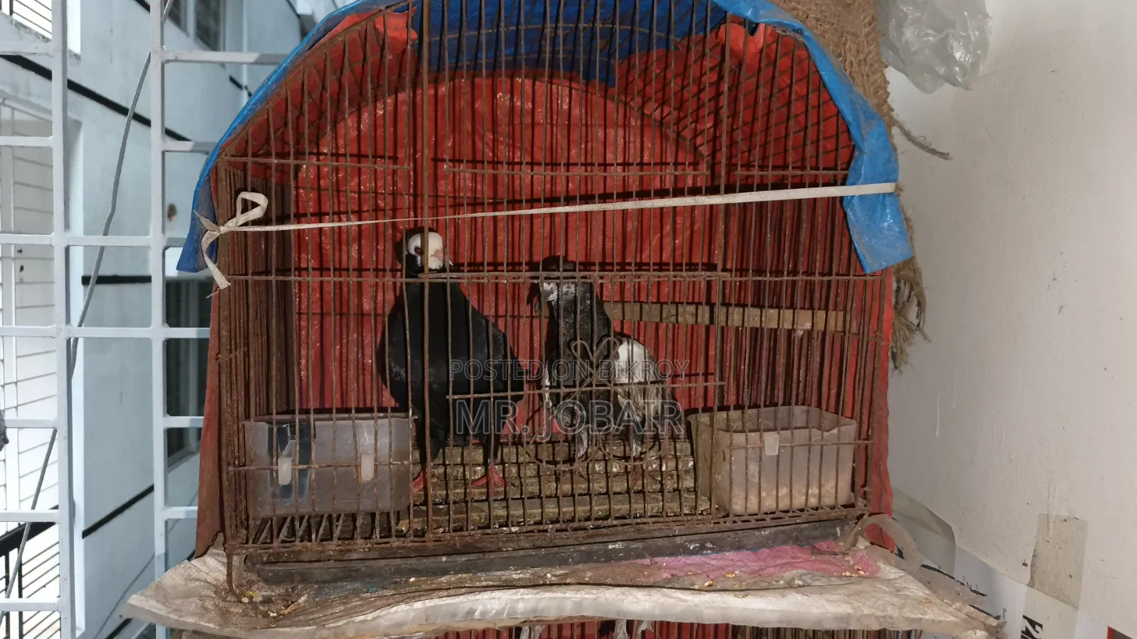 Single cages for pigeons, birds and chickens for sale