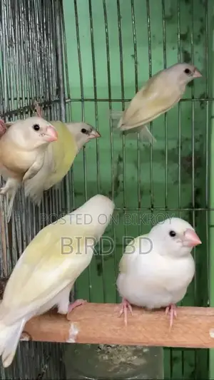 গোল্ডিয়ান ফিঞ্চ বেবি