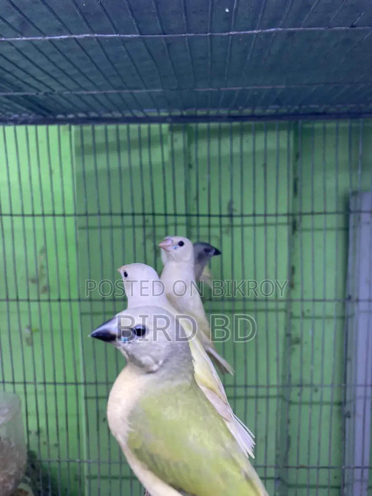 গোল্ডিয়ান ফিঞ্চ বেবি
