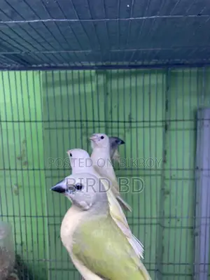 গোল্ডিয়ান ফিঞ্চ বেবি