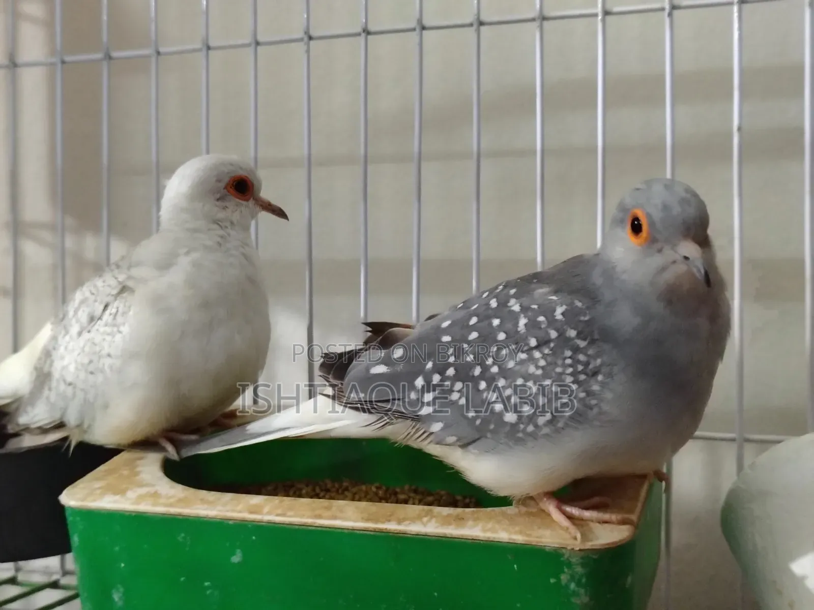 ডায়মন্ড ঘুঘু