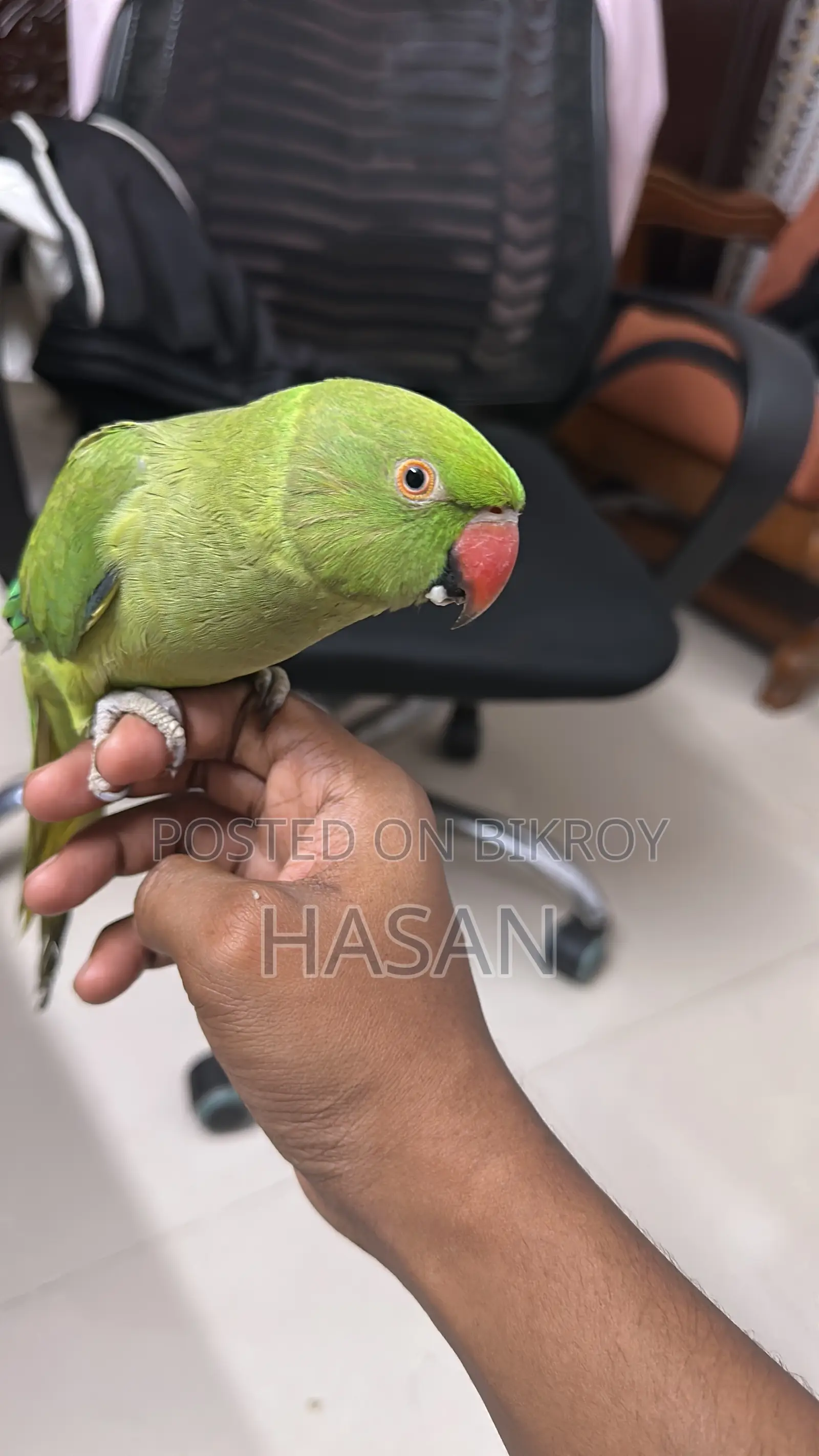 Parrot Supertame (Indian Ringneck) For Sale
