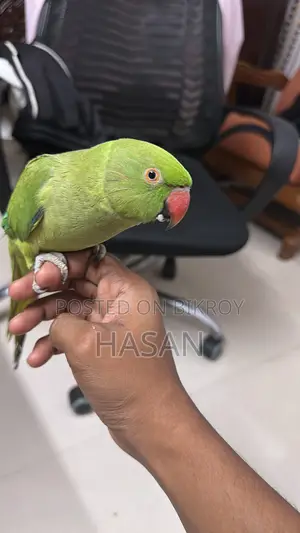 Parrot Supertame (Indian Ringneck) For Sale