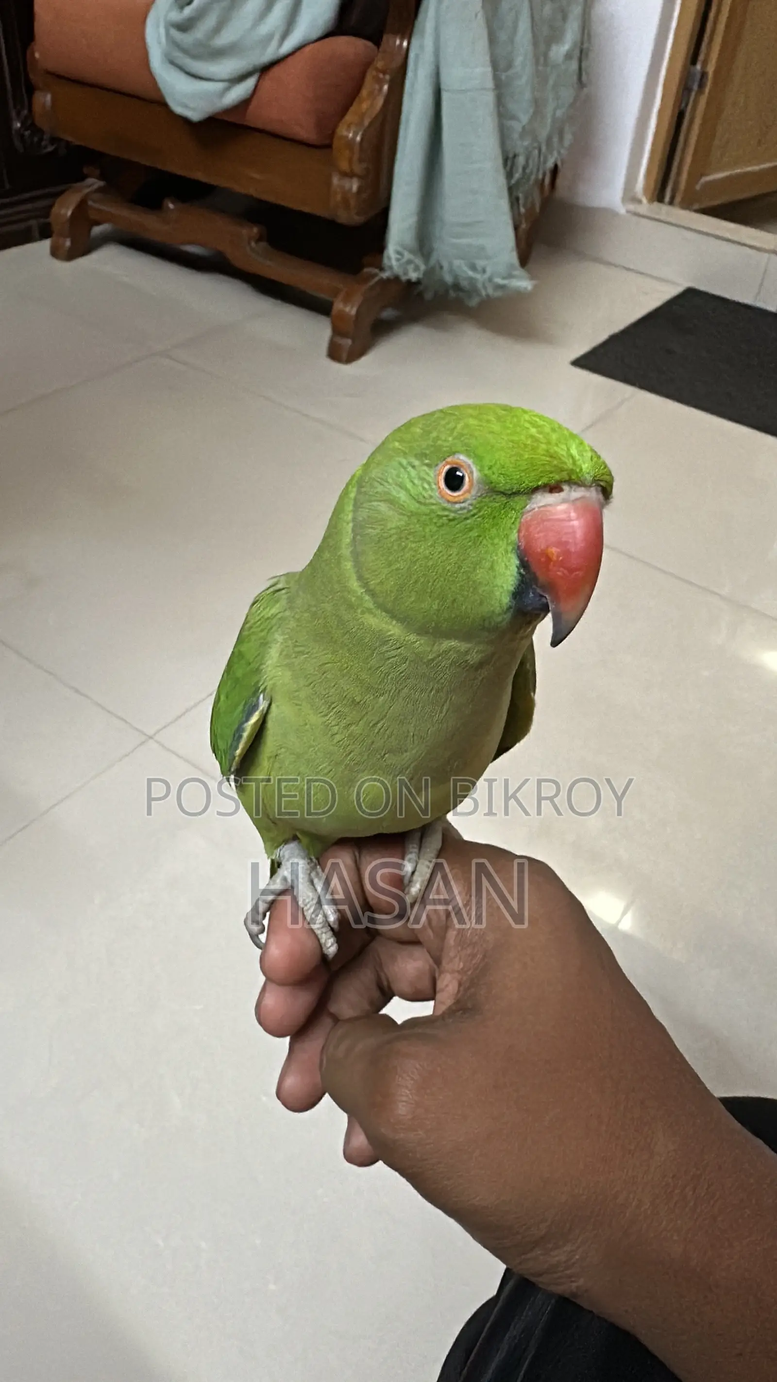 Parrot Supertame (Indian Ringneck) For Sale