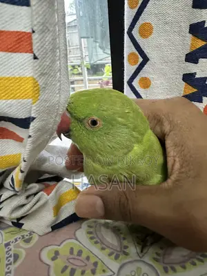 Parrot Supertame (Indian Ringneck) For Sale