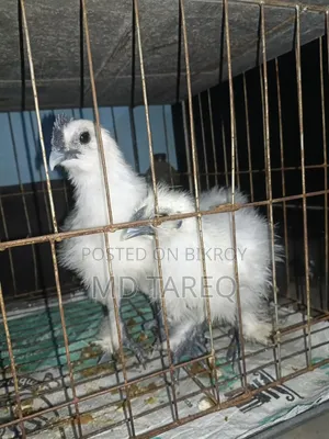 সিল্কি মুরগী