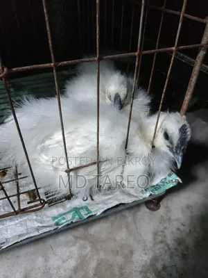 সিল্কি মুরগী