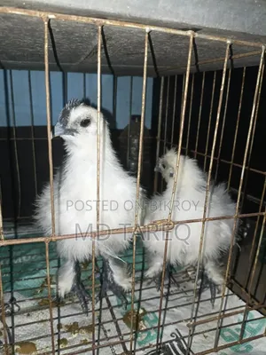 সিল্কি মুরগী