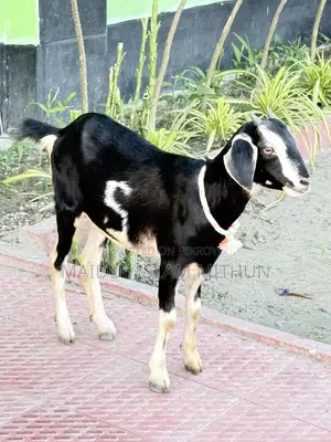 2 Native Black Bengal Goats for Sale.