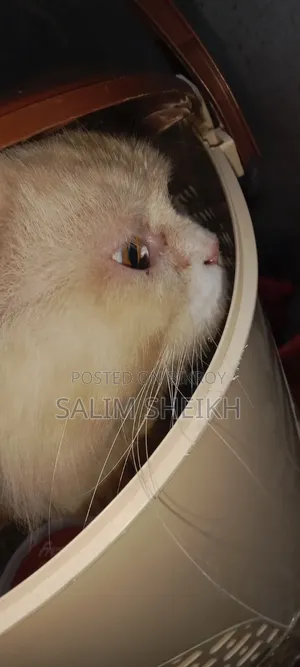 ১+ বছরের পুরুষ খাঁটি পার্সিয়ান বিড়াল