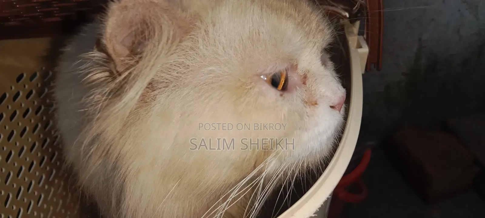১+ বছরের পুরুষ খাঁটি পার্সিয়ান বিড়াল