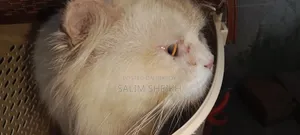 ১+ বছরের পুরুষ খাঁটি পার্সিয়ান বিড়াল