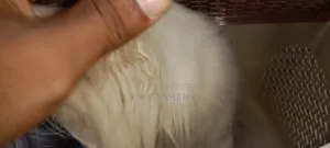 ১+ বছরের পুরুষ খাঁটি পার্সিয়ান বিড়াল