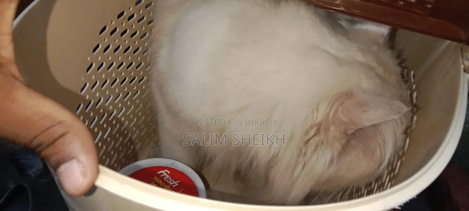 ১+ বছরের পুরুষ খাঁটি পার্সিয়ান বিড়াল