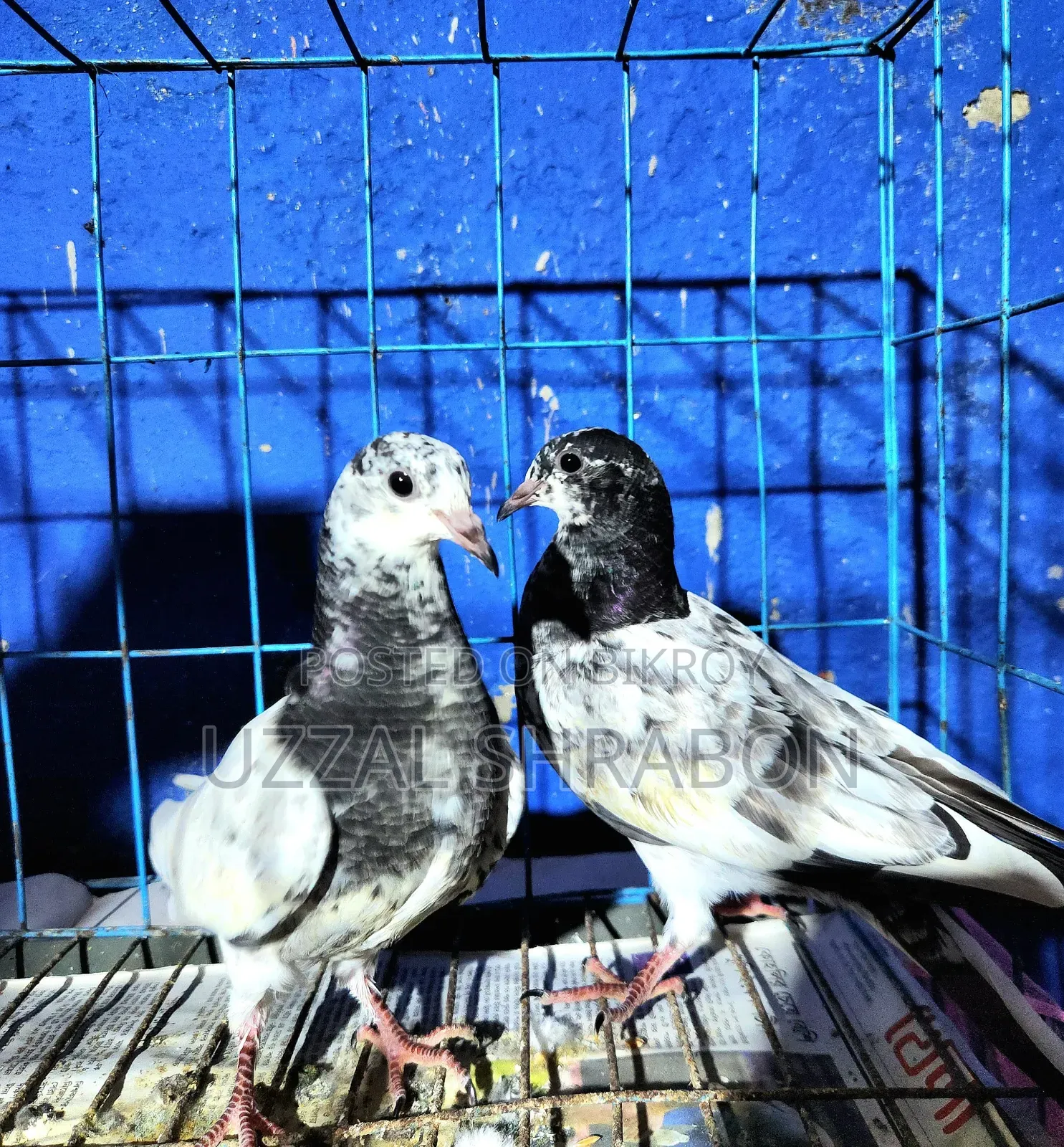 চুহা পিজন বেবি