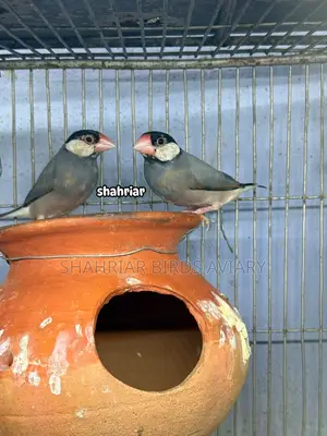 জাভা পাখি কালো কালার