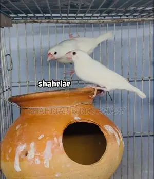 জাভা পাখি সাদা কালার