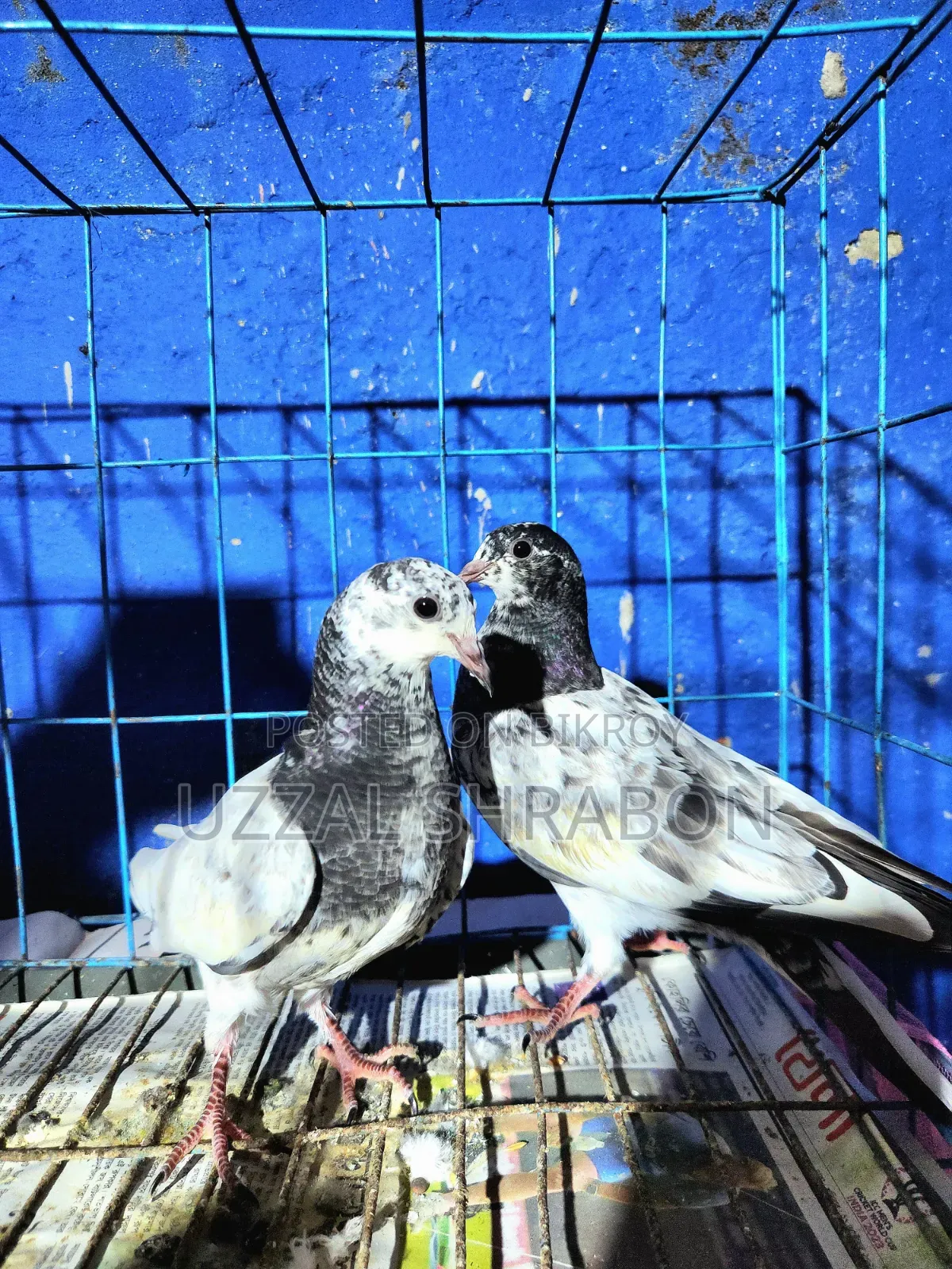 চুহা পিজন বেবি