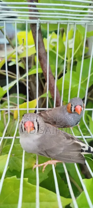 জেব্রা ফিঞ্চ