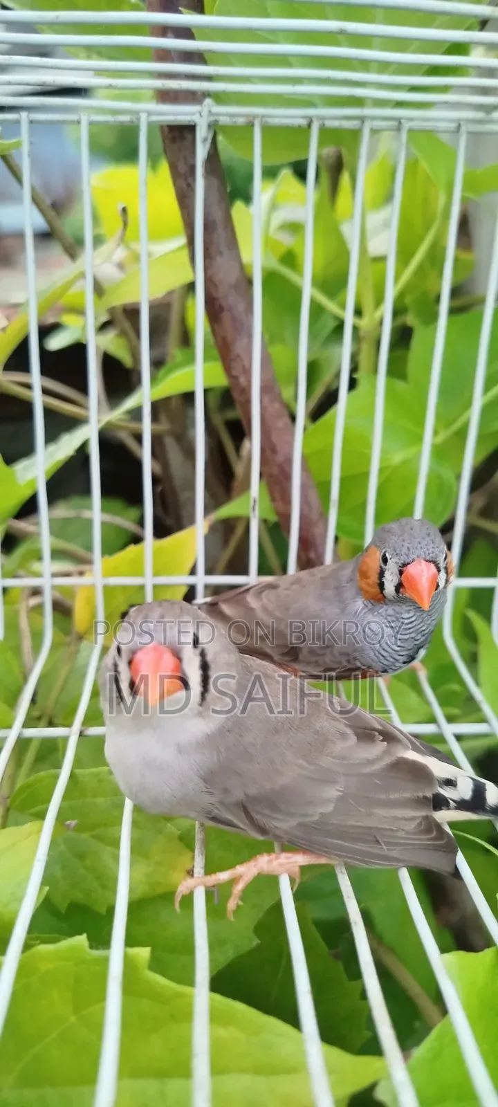 জেব্রা ফিঞ্চ