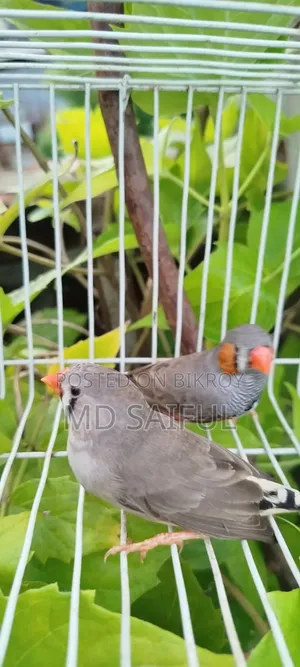 জেব্রা ফিঞ্চ