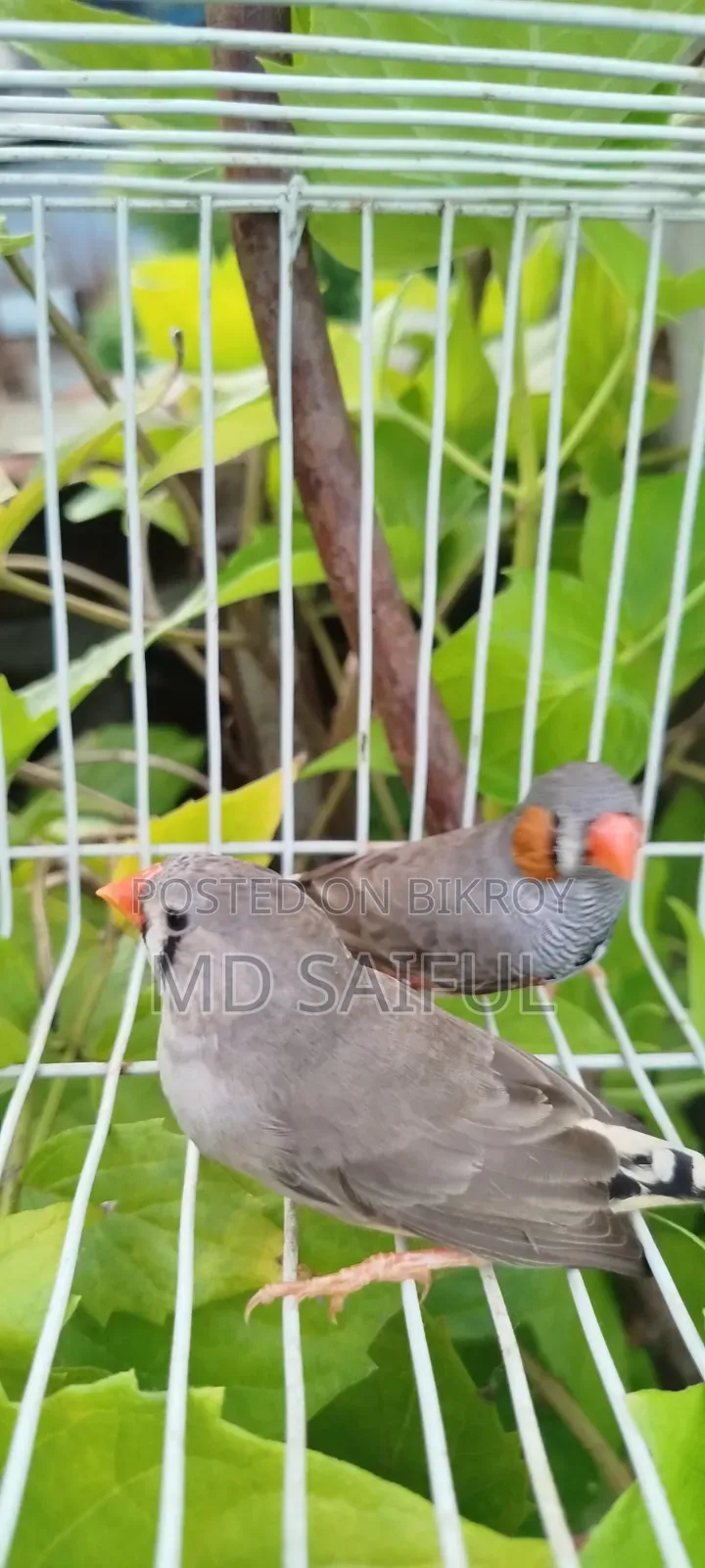 জেব্রা ফিঞ্চ
