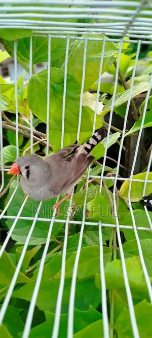 জেব্রা ফিঞ্চ