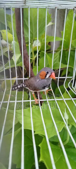 জেব্রা ফিঞ্চ