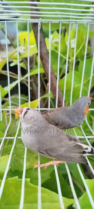 জেব্রা ফিঞ্চ