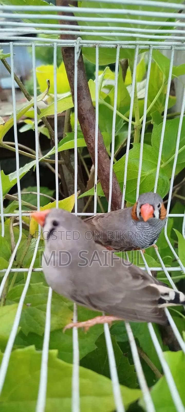 জেব্রা ফিঞ্চ