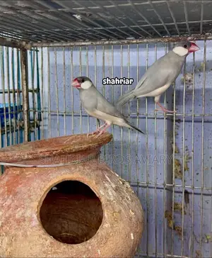 ফন কালার জাভা পাখি