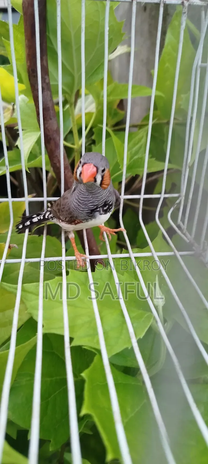 জেব্রা ফিঞ্চ