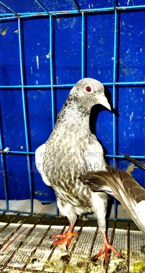 গোল্ডেন পিজন বেবি