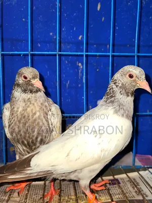 গোল্ডেন পিজন বেবি