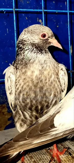 গোল্ডেন পিজন বেবি
