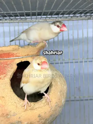 চকলেট কালার জাভা পাখি