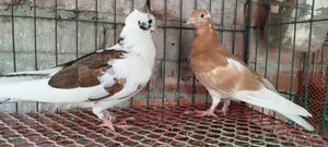 গোলা কবুতরের বাচ্চা