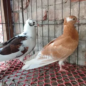 গোলা কবুতরের বাচ্চা